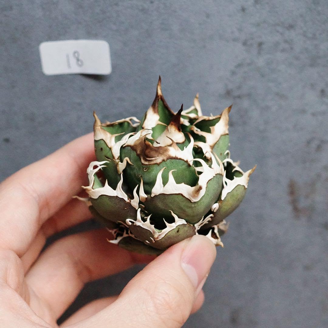 アガベ チタノタ オテロイ 赤猫 ゴリ猫 超コンパクト 17 アガベ